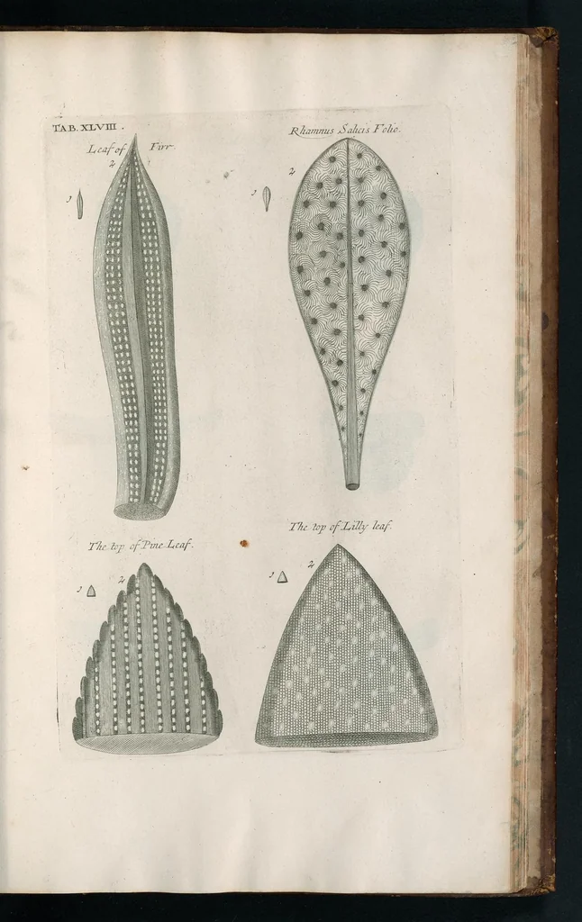 An illustration from The anatomy of plants : with, An idea of a philosophical history of plants, and several other lectures, 1682, leaf 484
