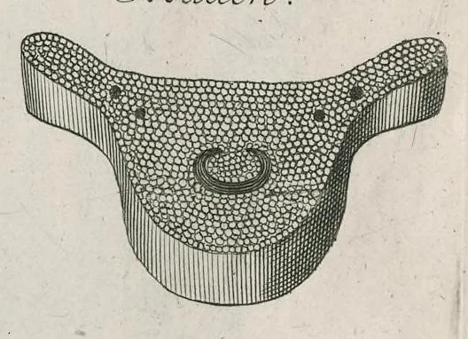 An illustration from The anatomy of plants : with, An idea of a philosophical history of plants, and several other lectures, 1682, leaf 486