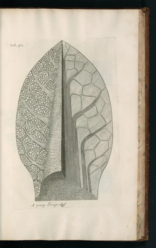 An illustration from The anatomy of plants : with, An idea of a philosophical history of plants, and several other lectures, 1682, leaf 488