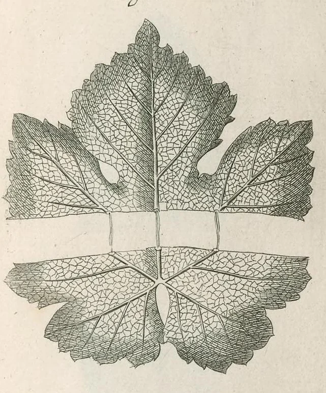 An illustration from The anatomy of plants : with, An idea of a philosophical history of plants, and several other lectures, 1682, leaf 490