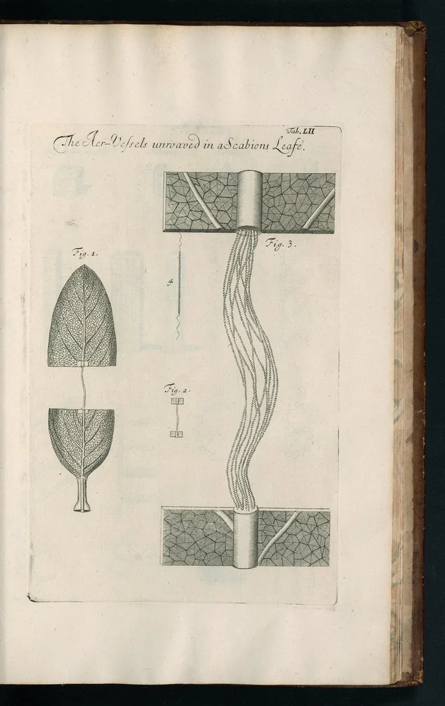 An illustration from The anatomy of plants : with, An idea of a philosophical history of plants, and several other lectures, 1682, leaf 492