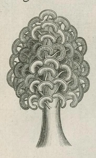 An illustration from The anatomy of plants : with, An idea of a philosophical history of plants, and several other lectures, 1682, leaf 504