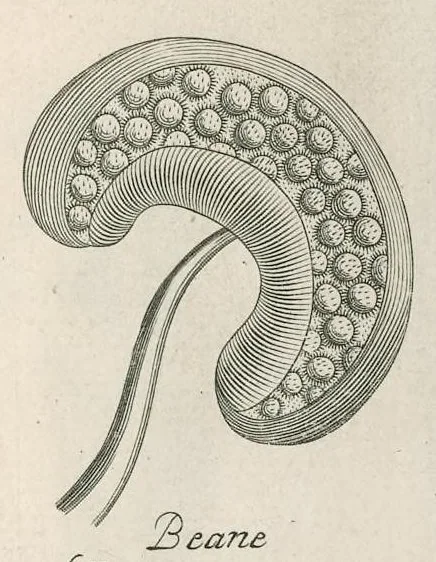An illustration from The anatomy of plants : with, An idea of a philosophical history of plants, and several other lectures, 1682, leaf 504