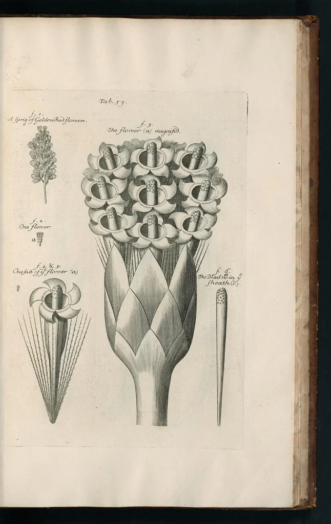 An illustration from The anatomy of plants : with, An idea of a philosophical history of plants, and several other lectures, 1682, leaf 506