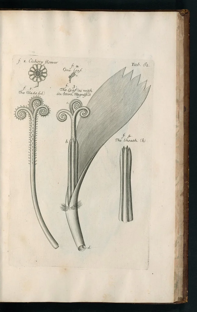An illustration from The anatomy of plants : with, An idea of a philosophical history of plants, and several other lectures, 1682, leaf 512
