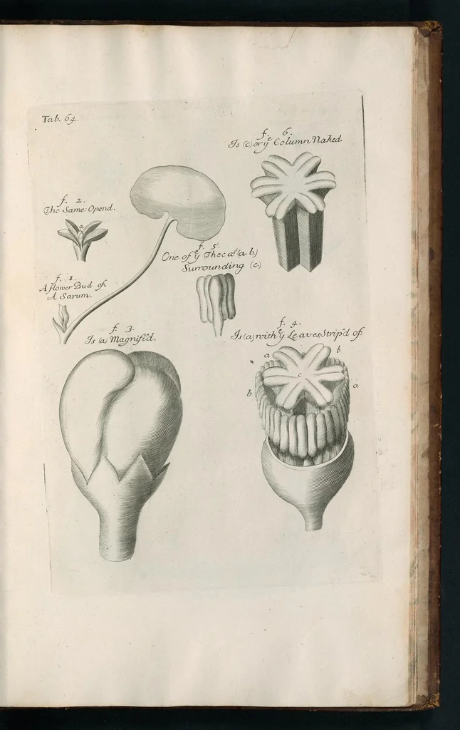 An illustration from The anatomy of plants : with, An idea of a philosophical history of plants, and several other lectures, 1682, leaf 516