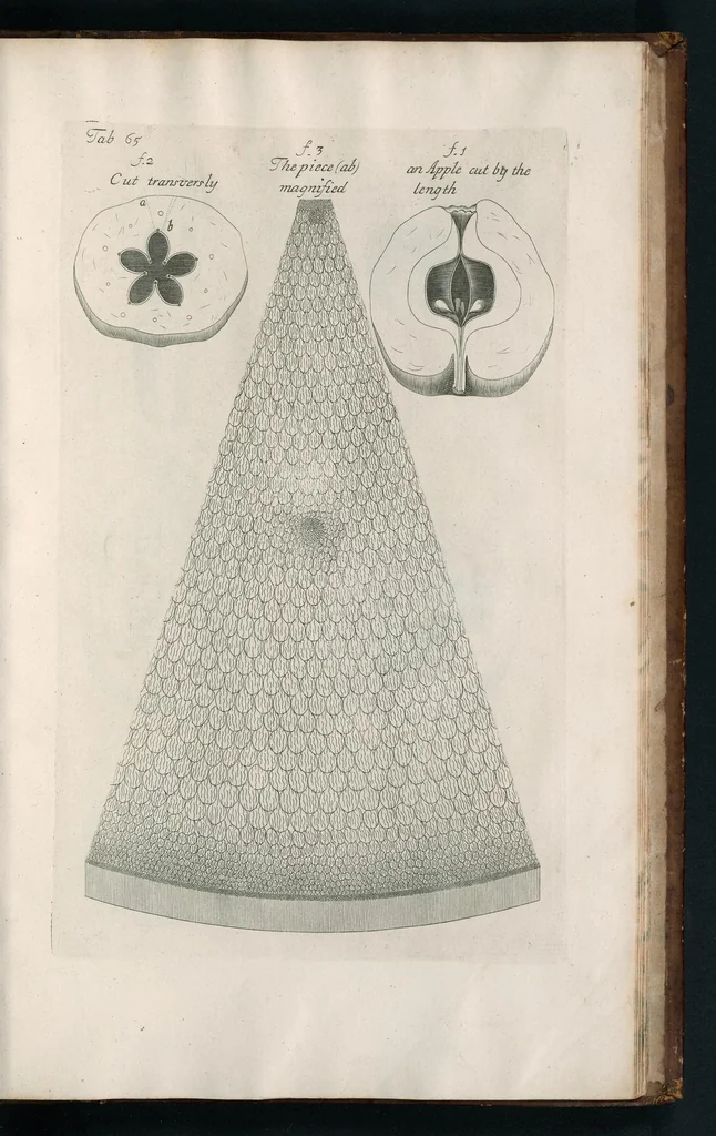 An illustration from The anatomy of plants : with, An idea of a philosophical history of plants, and several other lectures, 1682, leaf 518
