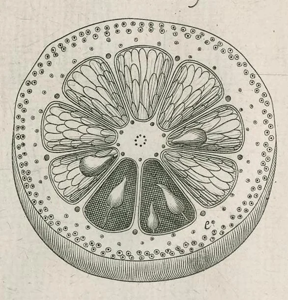An illustration from The anatomy of plants : with, An idea of a philosophical history of plants, and several other lectures, 1682, leaf 520