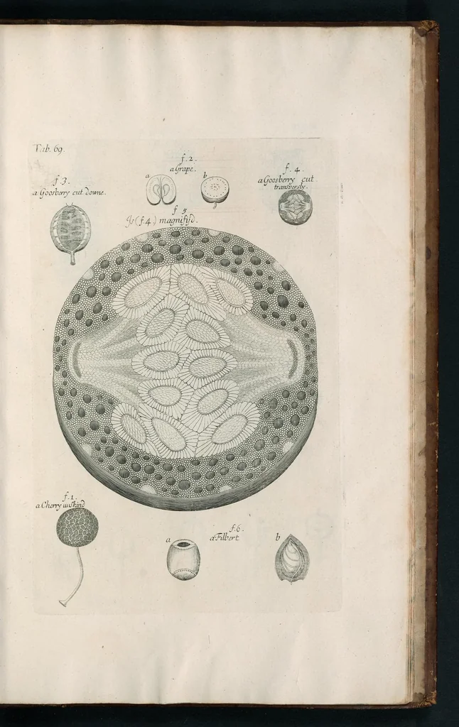 An illustration from The anatomy of plants : with, An idea of a philosophical history of plants, and several other lectures, 1682, leaf 526