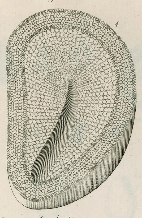 An illustration from The anatomy of plants : with, An idea of a philosophical history of plants, and several other lectures, 1682, leaf 540