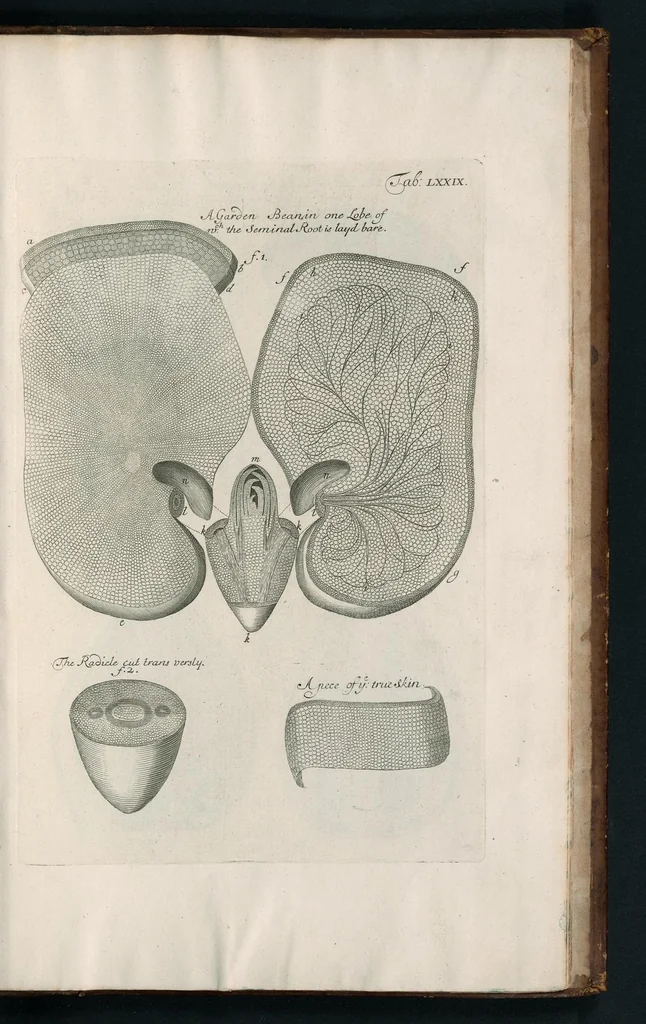 An illustration from The anatomy of plants : with, An idea of a philosophical history of plants, and several other lectures, 1682, leaf 546