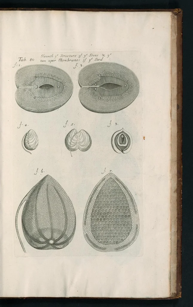 An illustration from The anatomy of plants : with, An idea of a philosophical history of plants, and several other lectures, 1682, leaf 548