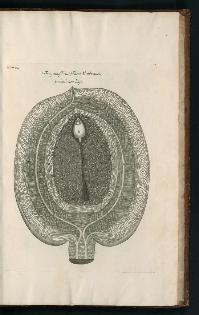 An illustration from The anatomy of plants : with, An idea of a philosophical history of plants, and several other lectures, 1682, leaf 552