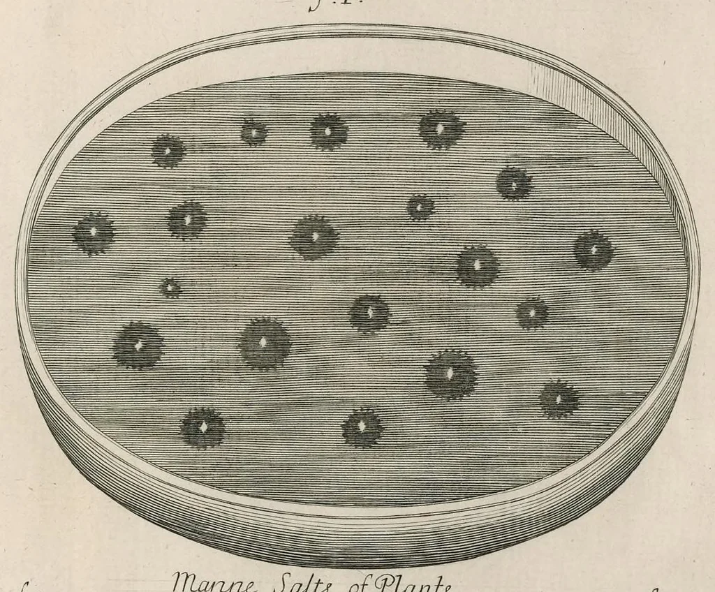 An illustration from The anatomy of plants : with, An idea of a philosophical history of plants, and several other lectures, 1682, leaf 554
