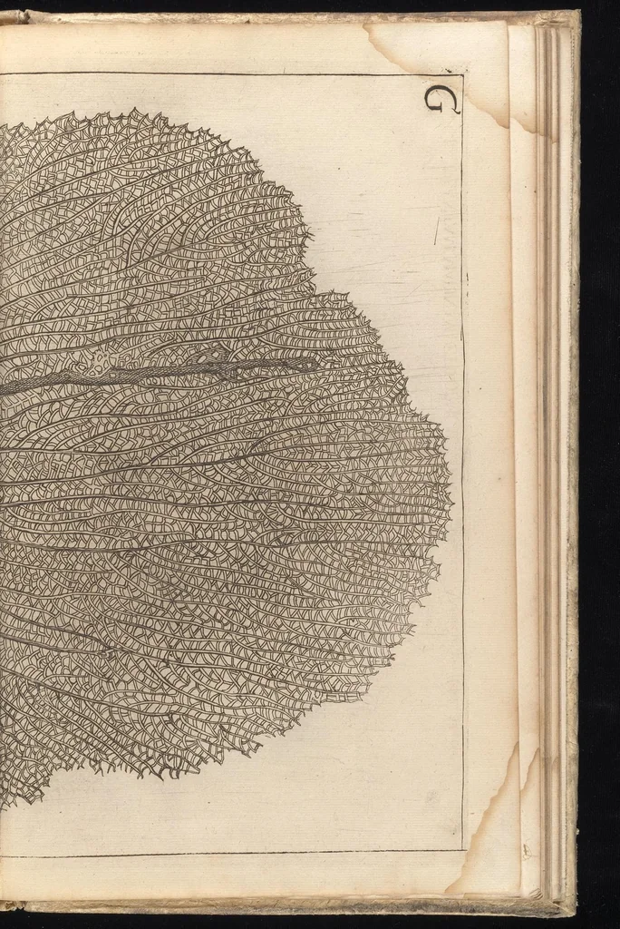 An illustration from Catalogus, sive, Recensio specialis omnium codicum manuscriptorum Graecorum, nec non linguarum orientalium, augustissimae Bibliothecae Caesareae Vindobonensis, 1690, leaf 1128