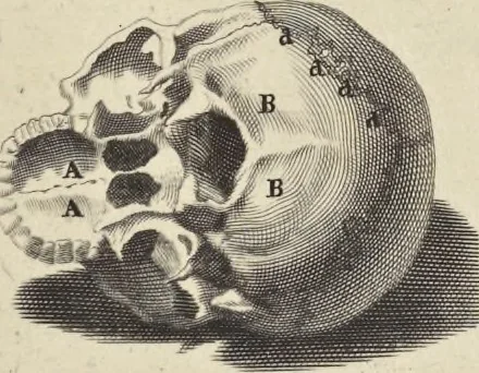 An illustration from Anatomia per uso et intelligenza del disegno : ricercata non solo su gl'ossi e muscoli del corpo humano, ma dimostrata ancora su le statue antiche più insigni di Roma, delineata in piu tauole con tutte le figure in varie faccie e vedute per istudio della Regia academia di Francia pittura e scultura, 1691, leaf 10