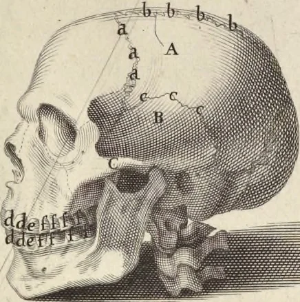 An illustration from Anatomia per uso et intelligenza del disegno : ricercata non solo su gl'ossi e muscoli del corpo humano, ma dimostrata ancora su le statue antiche più insigni di Roma, delineata in piu tauole con tutte le figure in varie faccie e vedute per istudio della Regia academia di Francia pittura e scultura, 1691, leaf 10