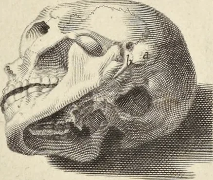 An illustration from Anatomia per uso et intelligenza del disegno : ricercata non solo su gl'ossi e muscoli del corpo humano, ma dimostrata ancora su le statue antiche più insigni di Roma, delineata in piu tauole con tutte le figure in varie faccie e vedute per istudio della Regia academia di Francia pittura e scultura, 1691, leaf 10