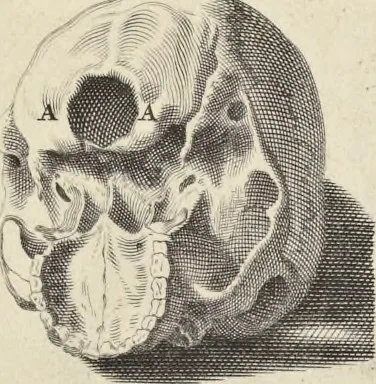 An illustration from Anatomia per uso et intelligenza del disegno : ricercata non solo su gl'ossi e muscoli del corpo humano, ma dimostrata ancora su le statue antiche più insigni di Roma, delineata in piu tauole con tutte le figure in varie faccie e vedute per istudio della Regia academia di Francia pittura e scultura, 1691, leaf 10