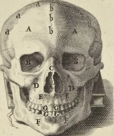 An illustration from Anatomia per uso et intelligenza del disegno : ricercata non solo su gl'ossi e muscoli del corpo humano, ma dimostrata ancora su le statue antiche più insigni di Roma, delineata in piu tauole con tutte le figure in varie faccie e vedute per istudio della Regia academia di Francia pittura e scultura, 1691, leaf 10