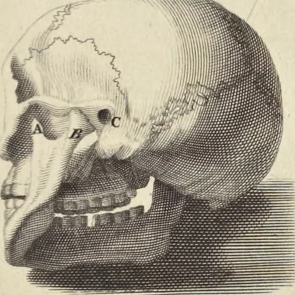An illustration from Anatomia per uso et intelligenza del disegno : ricercata non solo su gl'ossi e muscoli del corpo humano, ma dimostrata ancora su le statue antiche più insigni di Roma, delineata in piu tauole con tutte le figure in varie faccie e vedute per istudio della Regia academia di Francia pittura e scultura, 1691, leaf 10
