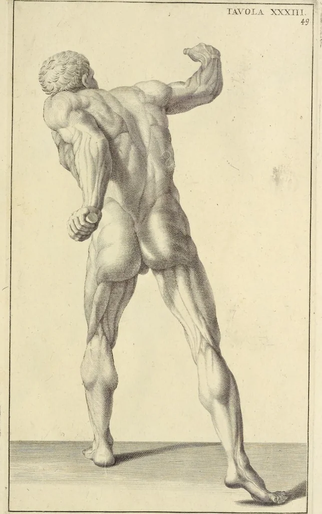 An illustration from Anatomia per uso et intelligenza del disegno : ricercata non solo su gl'ossi e muscoli del corpo humano, ma dimostrata ancora su le statue antiche più insigni di Roma, delineata in piu tauole con tutte le figure in varie faccie e vedute per istudio della Regia academia di Francia pittura e scultura, 1691, leaf 100