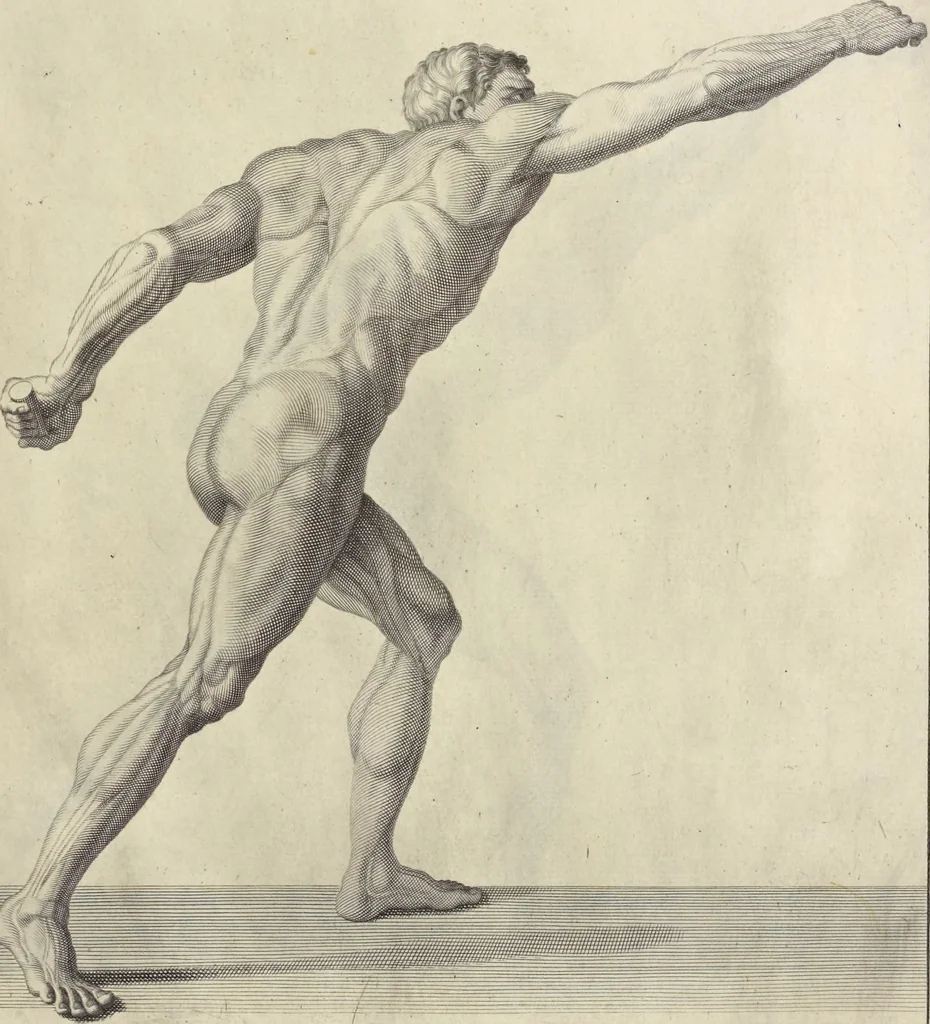 An illustration from Anatomia per uso et intelligenza del disegno : ricercata non solo su gl'ossi e muscoli del corpo humano, ma dimostrata ancora su le statue antiche più insigni di Roma, delineata in piu tauole con tutte le figure in varie faccie e vedute per istudio della Regia academia di Francia pittura e scultura, 1691, leaf 102