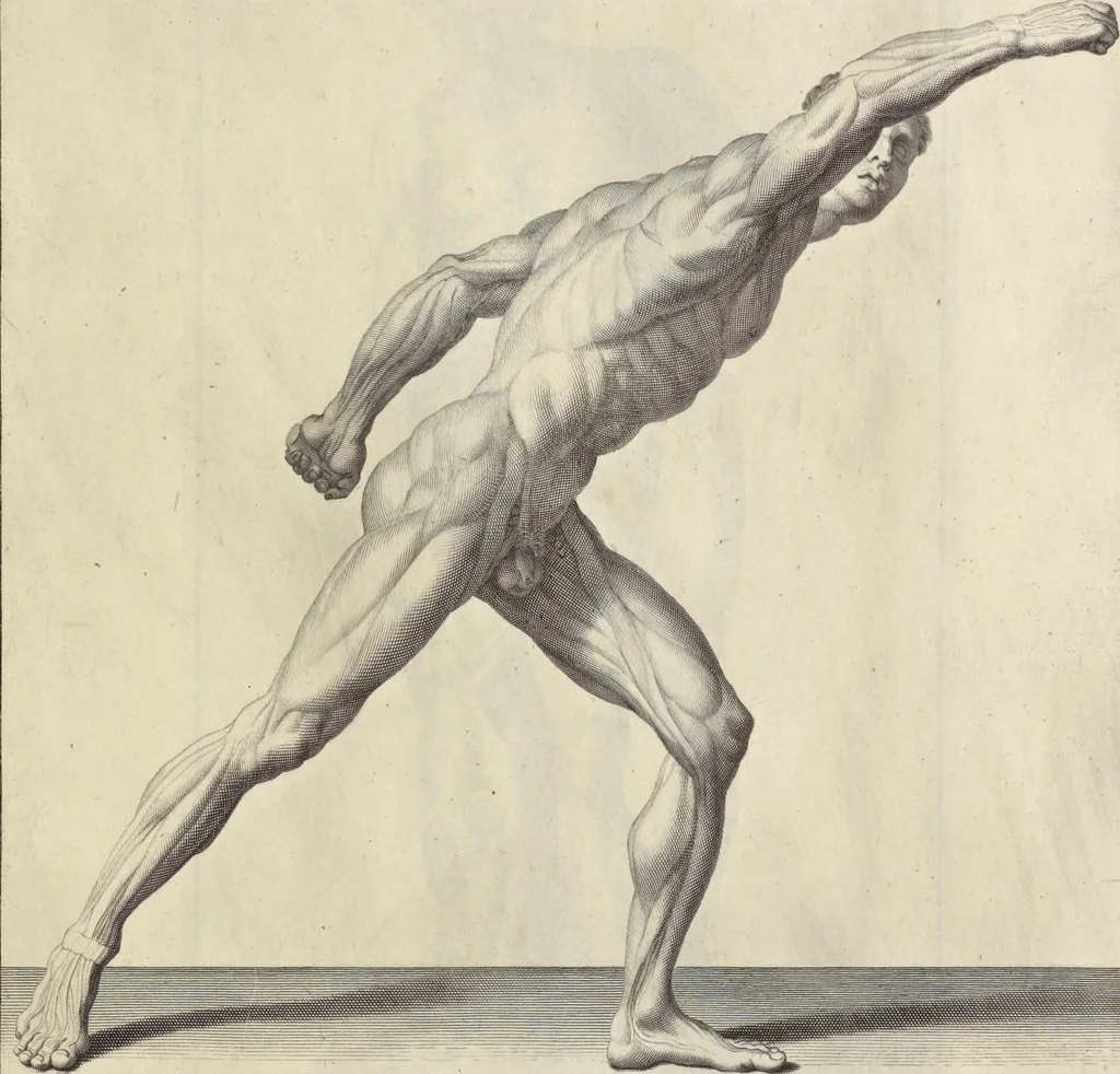 An illustration from Anatomia per uso et intelligenza del disegno : ricercata non solo su gl'ossi e muscoli del corpo humano, ma dimostrata ancora su le statue antiche più insigni di Roma, delineata in piu tauole con tutte le figure in varie faccie e vedute per istudio della Regia academia di Francia pittura e scultura, 1691, leaf 104