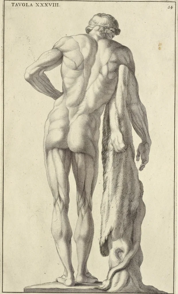 An illustration from Anatomia per uso et intelligenza del disegno : ricercata non solo su gl'ossi e muscoli del corpo humano, ma dimostrata ancora su le statue antiche più insigni di Roma, delineata in piu tauole con tutte le figure in varie faccie e vedute per istudio della Regia academia di Francia pittura e scultura, 1691, leaf 110
