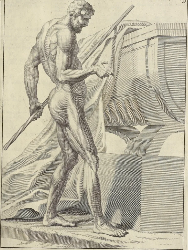 An illustration from Anatomia per uso et intelligenza del disegno : ricercata non solo su gl'ossi e muscoli del corpo humano, ma dimostrata ancora su le statue antiche più insigni di Roma, delineata in piu tauole con tutte le figure in varie faccie e vedute per istudio della Regia academia di Francia pittura e scultura, 1691, leaf 112