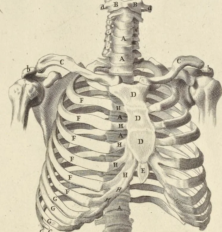 An illustration from Anatomia per uso et intelligenza del disegno : ricercata non solo su gl'ossi e muscoli del corpo humano, ma dimostrata ancora su le statue antiche più insigni di Roma, delineata in piu tauole con tutte le figure in varie faccie e vedute per istudio della Regia academia di Francia pittura e scultura, 1691, leaf 14