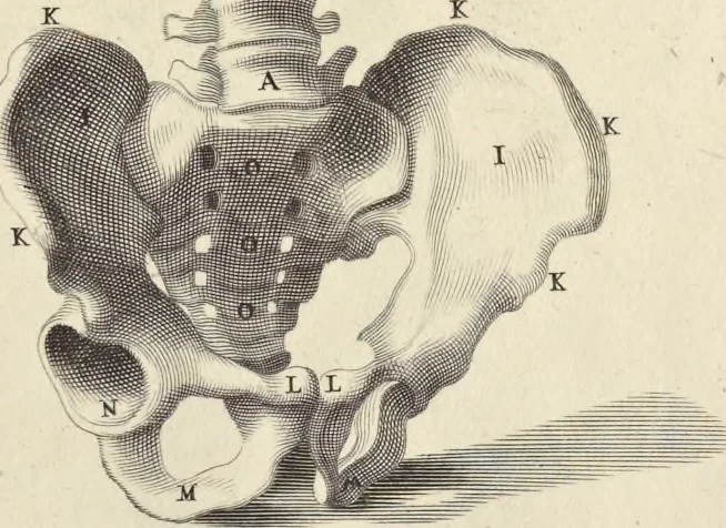 An illustration from Anatomia per uso et intelligenza del disegno : ricercata non solo su gl'ossi e muscoli del corpo humano, ma dimostrata ancora su le statue antiche più insigni di Roma, delineata in piu tauole con tutte le figure in varie faccie e vedute per istudio della Regia academia di Francia pittura e scultura, 1691, leaf 14