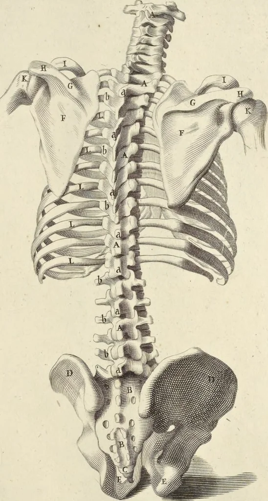 An illustration from Anatomia per uso et intelligenza del disegno : ricercata non solo su gl'ossi e muscoli del corpo humano, ma dimostrata ancora su le statue antiche più insigni di Roma, delineata in piu tauole con tutte le figure in varie faccie e vedute per istudio della Regia academia di Francia pittura e scultura, 1691, leaf 18