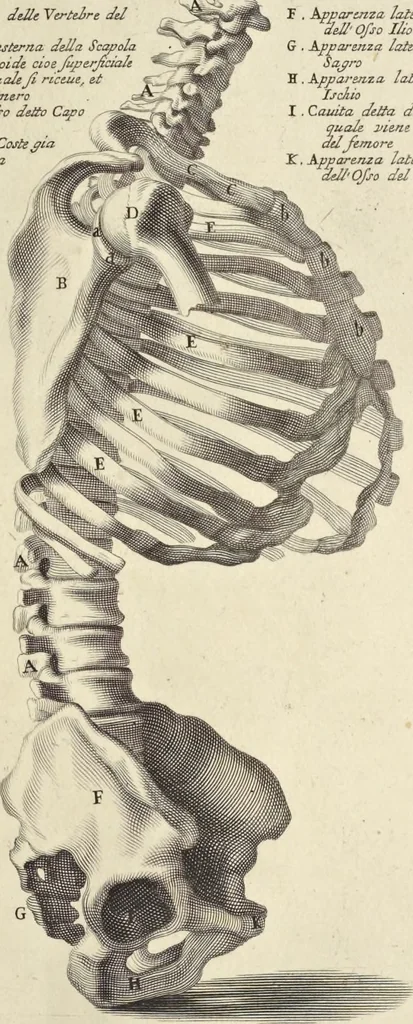 An illustration from Anatomia per uso et intelligenza del disegno : ricercata non solo su gl'ossi e muscoli del corpo humano, ma dimostrata ancora su le statue antiche più insigni di Roma, delineata in piu tauole con tutte le figure in varie faccie e vedute per istudio della Regia academia di Francia pittura e scultura, 1691, leaf 20