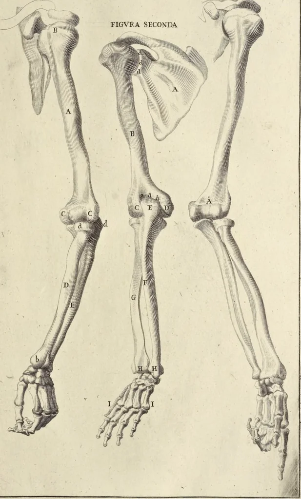 An illustration from Anatomia per uso et intelligenza del disegno : ricercata non solo su gl'ossi e muscoli del corpo humano, ma dimostrata ancora su le statue antiche più insigni di Roma, delineata in piu tauole con tutte le figure in varie faccie e vedute per istudio della Regia academia di Francia pittura e scultura, 1691, leaf 24