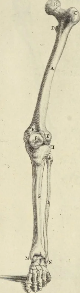 An illustration from Anatomia per uso et intelligenza del disegno : ricercata non solo su gl'ossi e muscoli del corpo humano, ma dimostrata ancora su le statue antiche più insigni di Roma, delineata in piu tauole con tutte le figure in varie faccie e vedute per istudio della Regia academia di Francia pittura e scultura, 1691, leaf 32