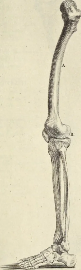 An illustration from Anatomia per uso et intelligenza del disegno : ricercata non solo su gl'ossi e muscoli del corpo humano, ma dimostrata ancora su le statue antiche più insigni di Roma, delineata in piu tauole con tutte le figure in varie faccie e vedute per istudio della Regia academia di Francia pittura e scultura, 1691, leaf 32