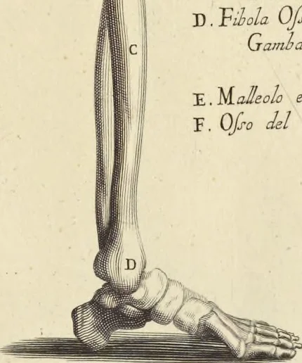 An illustration from Anatomia per uso et intelligenza del disegno : ricercata non solo su gl'ossi e muscoli del corpo humano, ma dimostrata ancora su le statue antiche più insigni di Roma, delineata in piu tauole con tutte le figure in varie faccie e vedute per istudio della Regia academia di Francia pittura e scultura, 1691, leaf 34