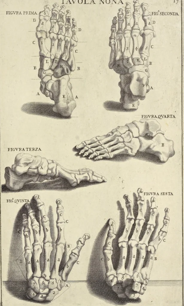 An illustration from Anatomia per uso et intelligenza del disegno : ricercata non solo su gl'ossi e muscoli del corpo humano, ma dimostrata ancora su le statue antiche più insigni di Roma, delineata in piu tauole con tutte le figure in varie faccie e vedute per istudio della Regia academia di Francia pittura e scultura, 1691, leaf 38