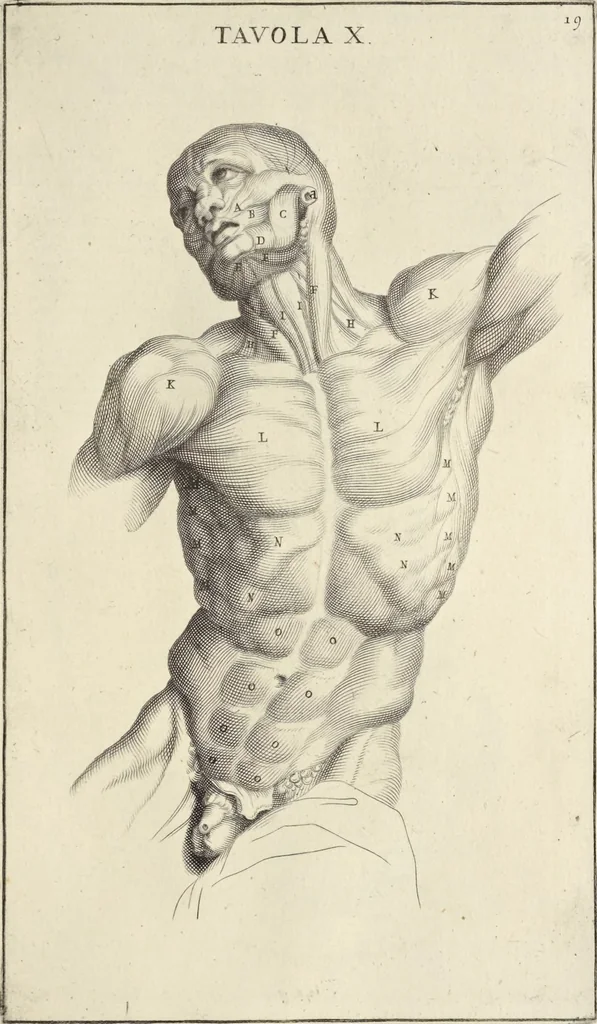 An illustration from Anatomia per uso et intelligenza del disegno : ricercata non solo su gl'ossi e muscoli del corpo humano, ma dimostrata ancora su le statue antiche più insigni di Roma, delineata in piu tauole con tutte le figure in varie faccie e vedute per istudio della Regia academia di Francia pittura e scultura, 1691, leaf 42