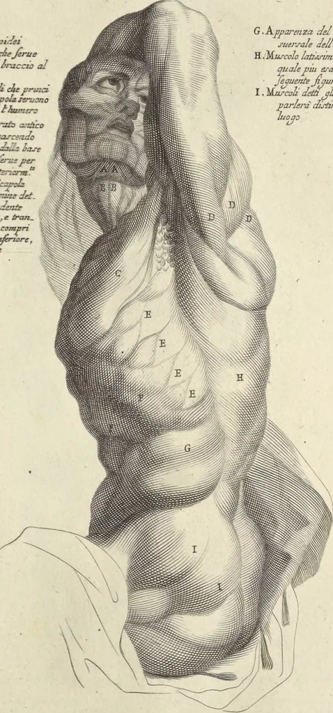 An illustration from Anatomia per uso et intelligenza del disegno : ricercata non solo su gl'ossi e muscoli del corpo humano, ma dimostrata ancora su le statue antiche più insigni di Roma, delineata in piu tauole con tutte le figure in varie faccie e vedute per istudio della Regia academia di Francia pittura e scultura, 1691, leaf 44