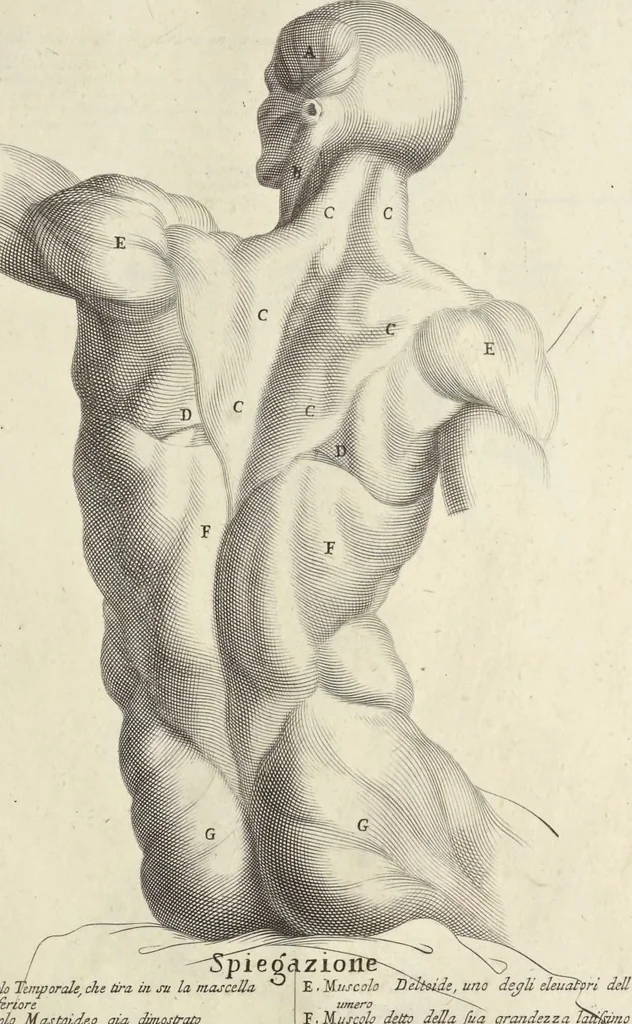 An illustration from Anatomia per uso et intelligenza del disegno : ricercata non solo su gl'ossi e muscoli del corpo humano, ma dimostrata ancora su le statue antiche più insigni di Roma, delineata in piu tauole con tutte le figure in varie faccie e vedute per istudio della Regia academia di Francia pittura e scultura, 1691, leaf 46