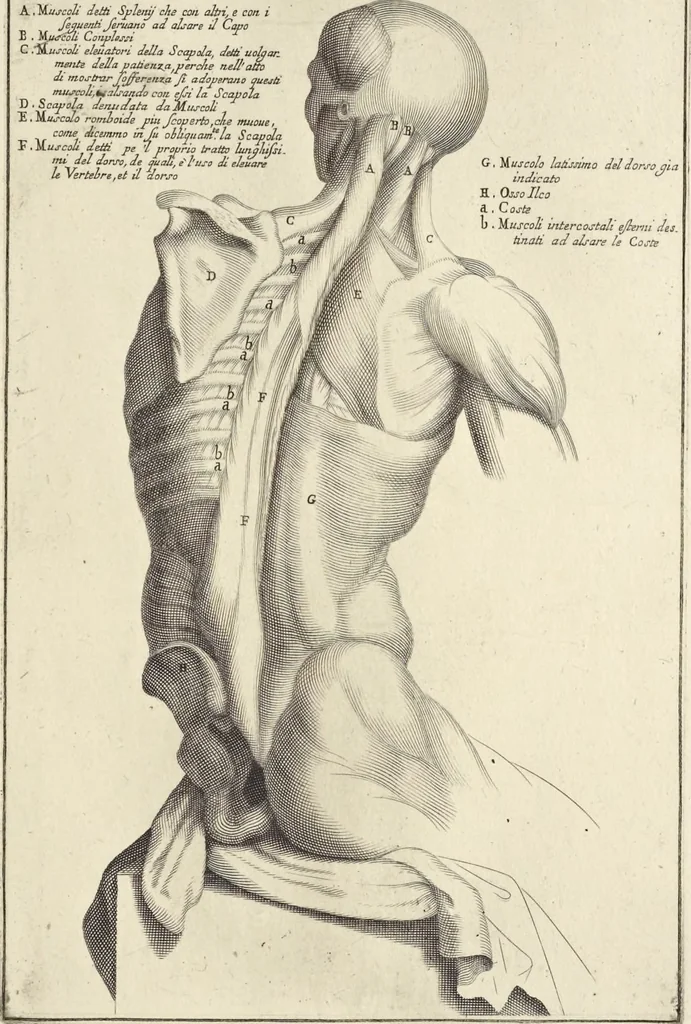 An illustration from Anatomia per uso et intelligenza del disegno : ricercata non solo su gl'ossi e muscoli del corpo humano, ma dimostrata ancora su le statue antiche più insigni di Roma, delineata in piu tauole con tutte le figure in varie faccie e vedute per istudio della Regia academia di Francia pittura e scultura, 1691, leaf 48