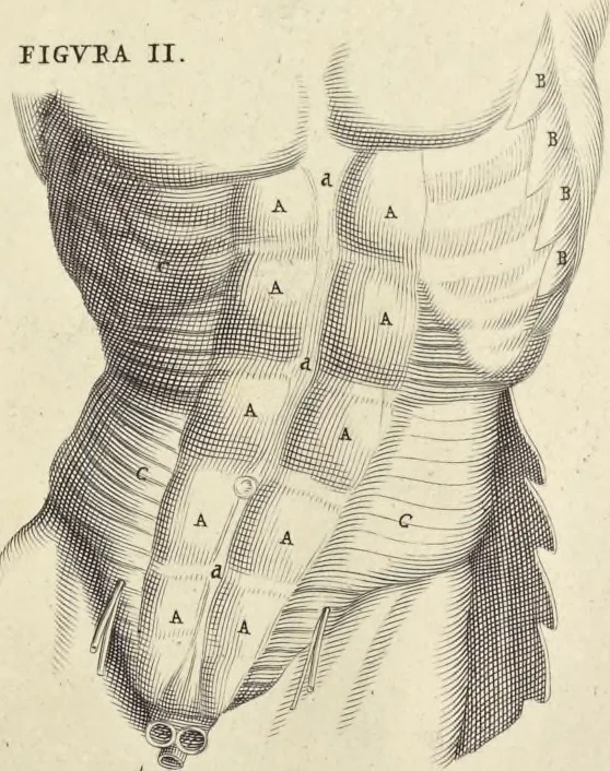 An illustration from Anatomia per uso et intelligenza del disegno : ricercata non solo su gl'ossi e muscoli del corpo humano, ma dimostrata ancora su le statue antiche più insigni di Roma, delineata in piu tauole con tutte le figure in varie faccie e vedute per istudio della Regia academia di Francia pittura e scultura, 1691, leaf 52