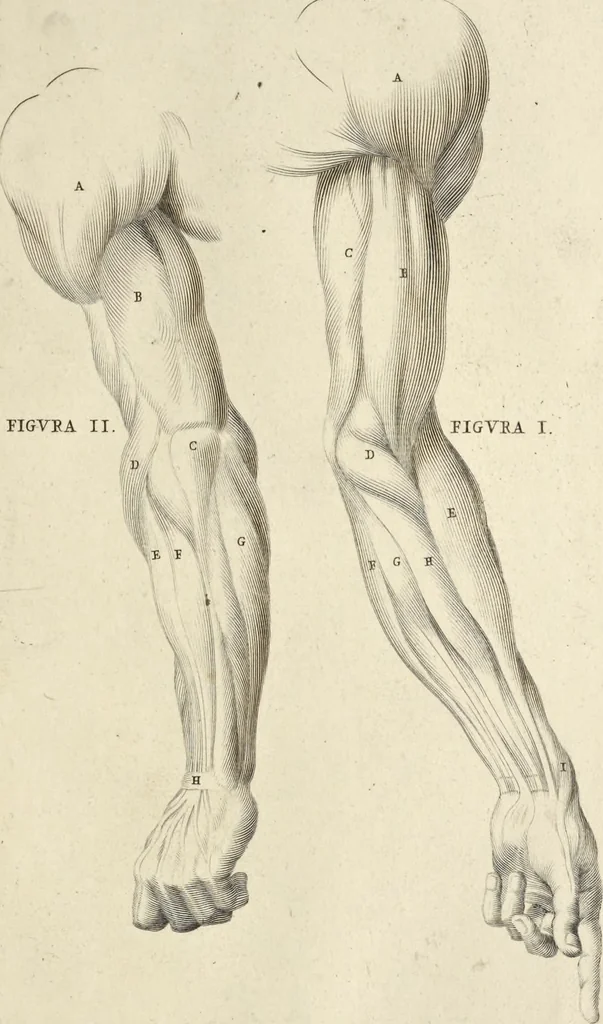 An illustration from Anatomia per uso et intelligenza del disegno : ricercata non solo su gl'ossi e muscoli del corpo humano, ma dimostrata ancora su le statue antiche più insigni di Roma, delineata in piu tauole con tutte le figure in varie faccie e vedute per istudio della Regia academia di Francia pittura e scultura, 1691, leaf 56