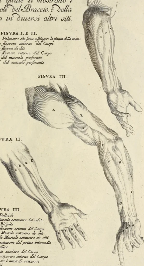 An illustration from Anatomia per uso et intelligenza del disegno : ricercata non solo su gl'ossi e muscoli del corpo humano, ma dimostrata ancora su le statue antiche più insigni di Roma, delineata in piu tauole con tutte le figure in varie faccie e vedute per istudio della Regia academia di Francia pittura e scultura, 1691, leaf 62