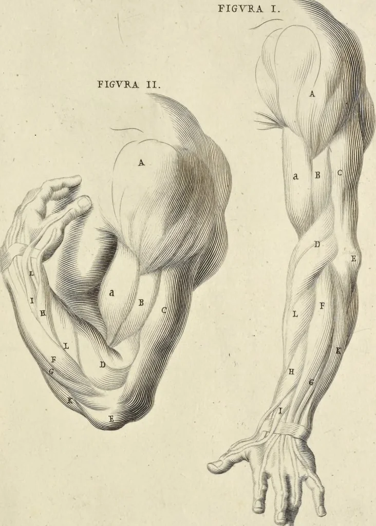 An illustration from Anatomia per uso et intelligenza del disegno : ricercata non solo su gl'ossi e muscoli del corpo humano, ma dimostrata ancora su le statue antiche più insigni di Roma, delineata in piu tauole con tutte le figure in varie faccie e vedute per istudio della Regia academia di Francia pittura e scultura, 1691, leaf 64
