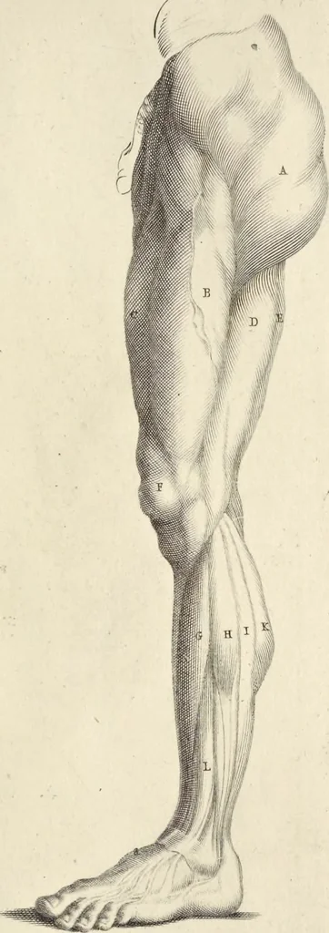 An illustration from Anatomia per uso et intelligenza del disegno : ricercata non solo su gl'ossi e muscoli del corpo humano, ma dimostrata ancora su le statue antiche più insigni di Roma, delineata in piu tauole con tutte le figure in varie faccie e vedute per istudio della Regia academia di Francia pittura e scultura, 1691, leaf 68