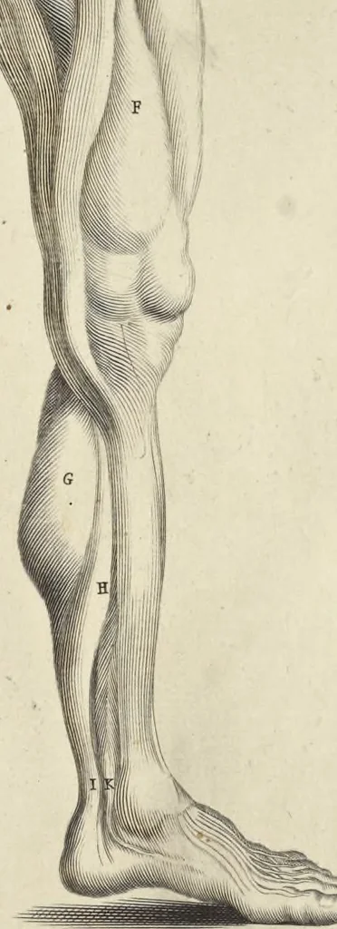 An illustration from Anatomia per uso et intelligenza del disegno : ricercata non solo su gl'ossi e muscoli del corpo humano, ma dimostrata ancora su le statue antiche più insigni di Roma, delineata in piu tauole con tutte le figure in varie faccie e vedute per istudio della Regia academia di Francia pittura e scultura, 1691, leaf 72