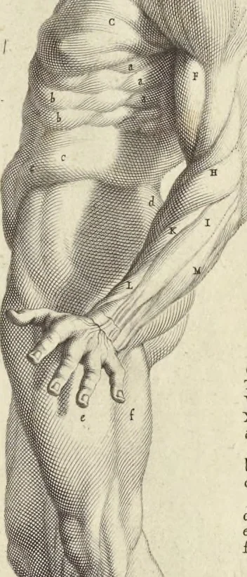 An illustration from Anatomia per uso et intelligenza del disegno : ricercata non solo su gl'ossi e muscoli del corpo humano, ma dimostrata ancora su le statue antiche più insigni di Roma, delineata in piu tauole con tutte le figure in varie faccie e vedute per istudio della Regia academia di Francia pittura e scultura, 1691, leaf 78